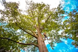 How Our Tree Care Process Works  in  Ravenna, NE