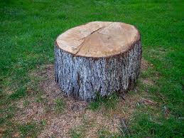 Best Tree and Shrub Care  in Ravenna, NE