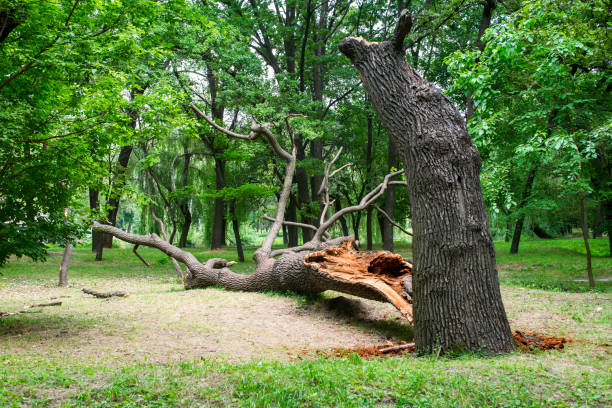 Best Firewood Processing and Delivery  in Ravenna, NE