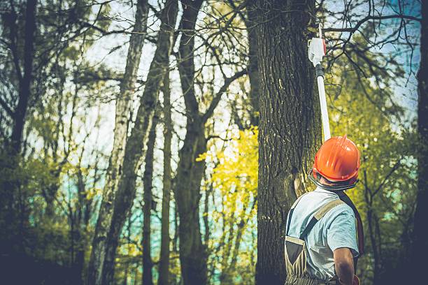 Best Arborist Consultation Services  in Ravenna, NE