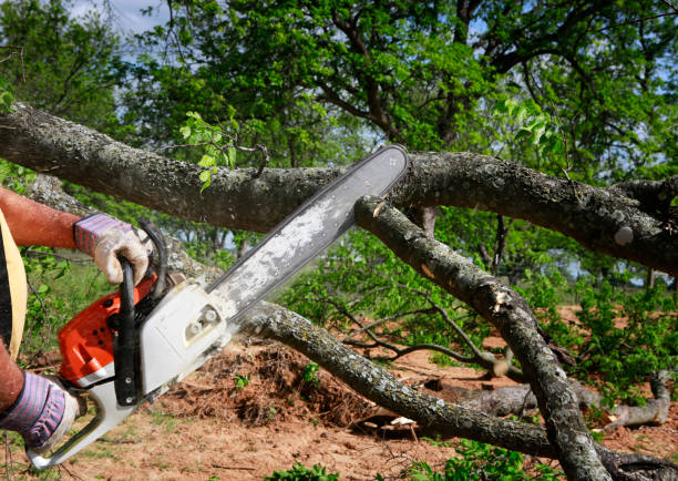 Ravenna, NE Tree Care Company